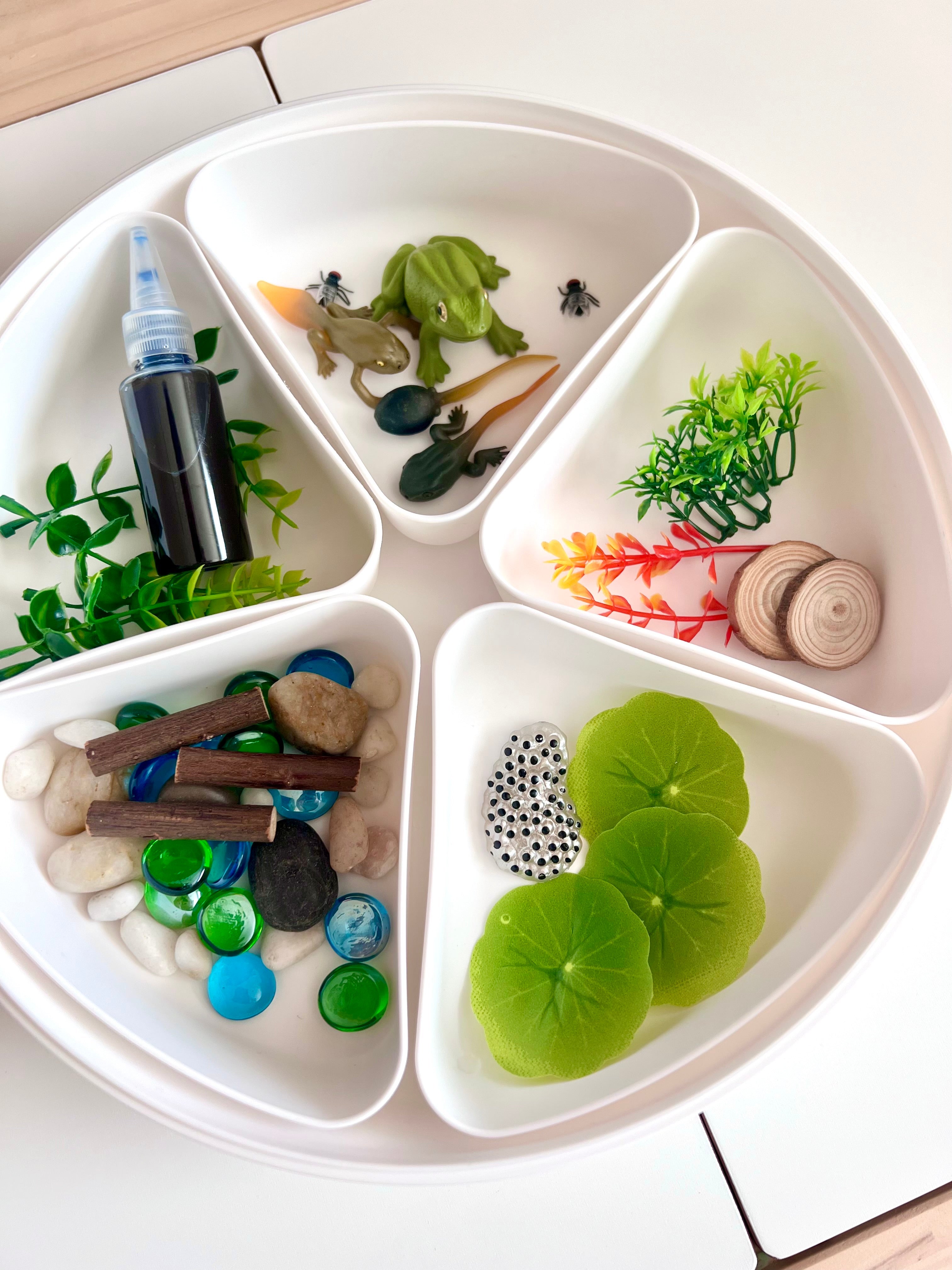 Pond Life Cycle Sensory Kit for Kids | Frog Life Cycle & Water Play Activity | STEM Science Learning Toy | Screen-Free Educational Kit Ages 3–8