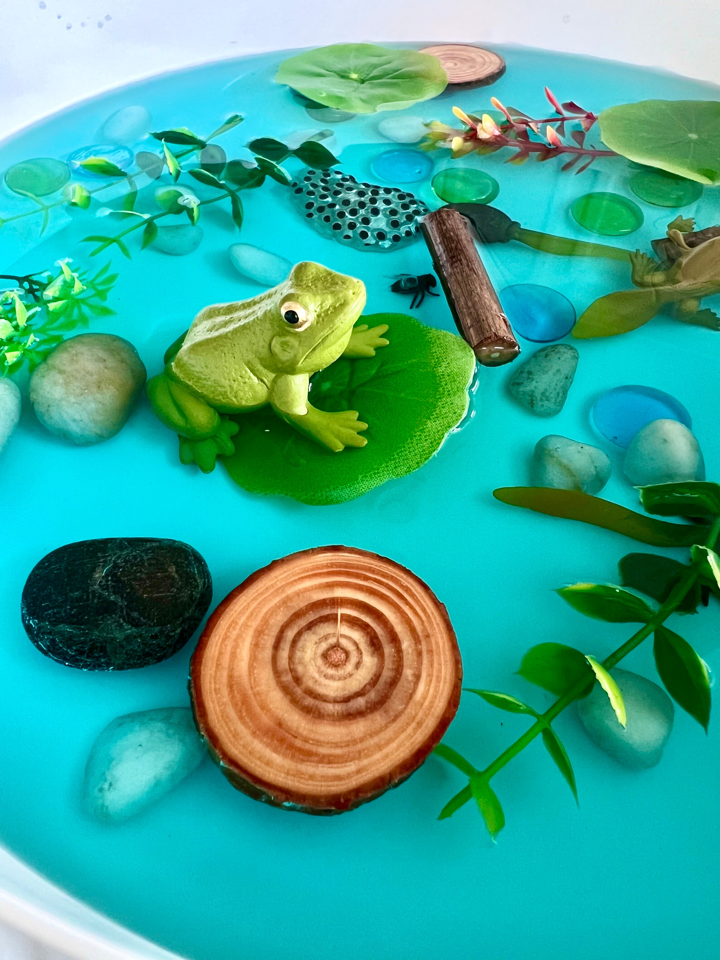 Pond Life Cycle Sensory Kit for Kids | Frog Life Cycle & Water Play Activity | STEM Science Learning Toy | Screen-Free Educational Kit Ages 3–8