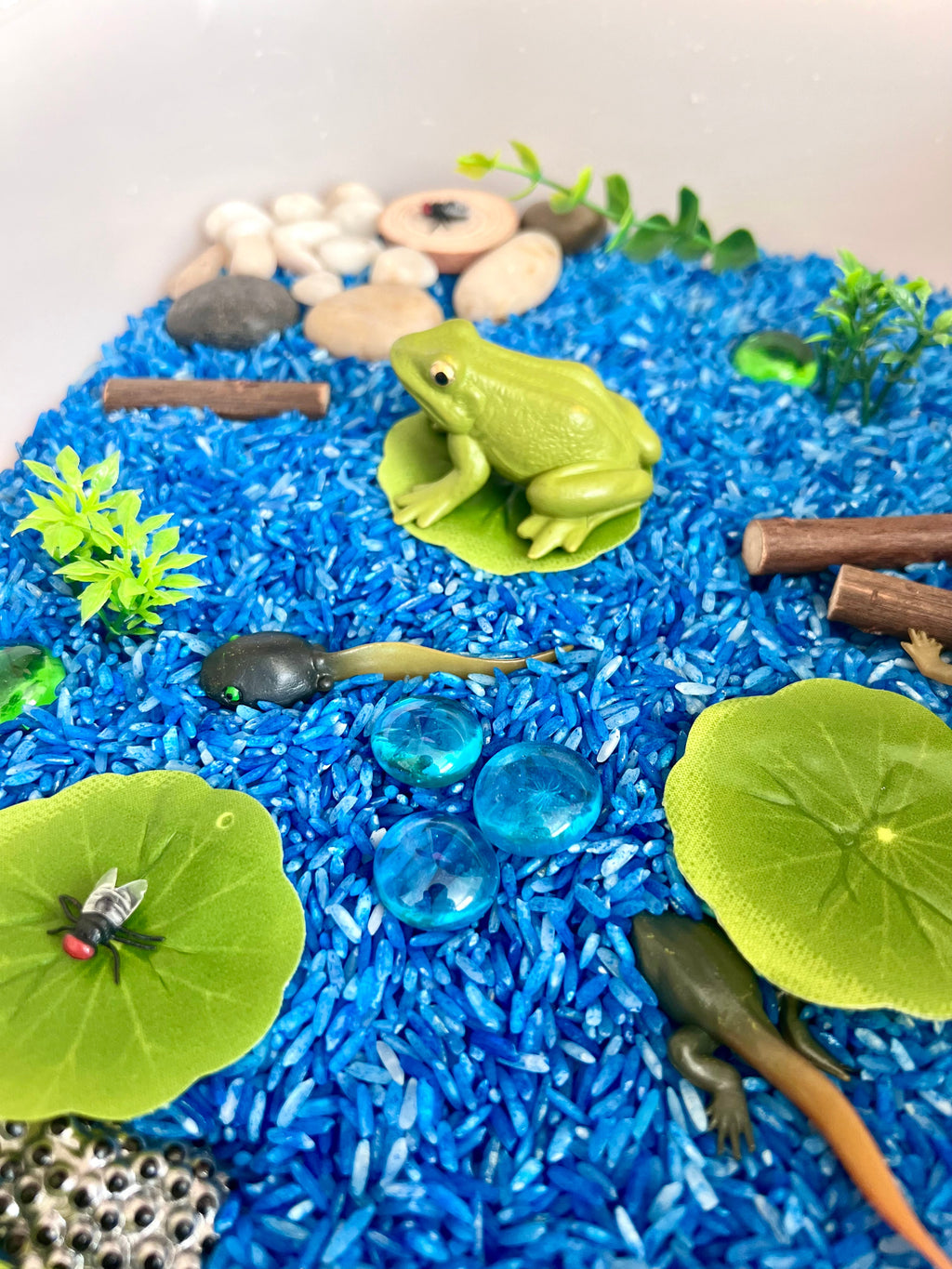 Pond Life Cycle Sensory Kit for Kids | Frog Life Cycle & Water Play Activity | STEM Science Learning Toy | Screen-Free Educational Kit Ages 3–8