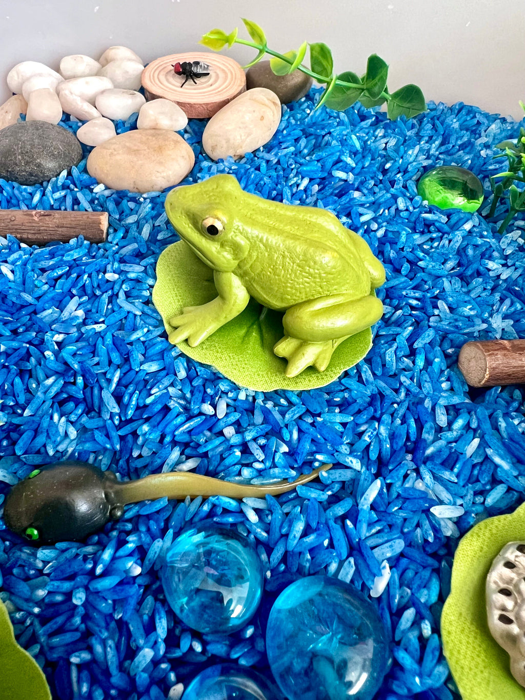Pond Life Cycle Sensory Kit for Kids | Frog Life Cycle & Water Play Activity | STEM Science Learning Toy | Screen-Free Educational Kit Ages 3–8