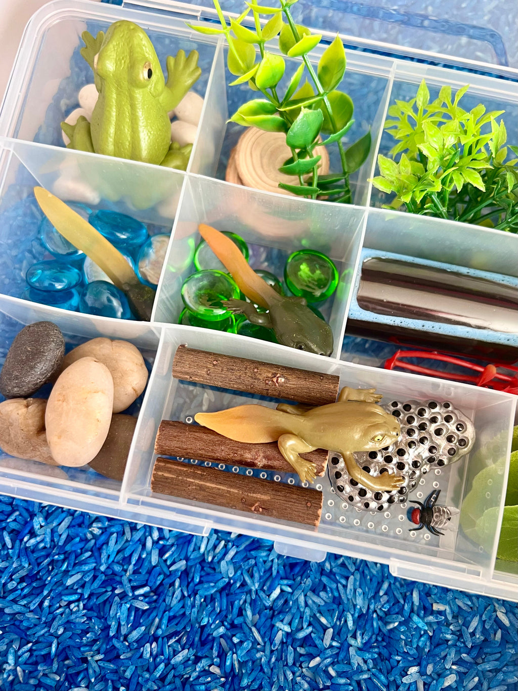Pond Life Cycle Sensory Kit for Kids | Frog Life Cycle & Water Play Activity | STEM Science Learning Toy | Screen-Free Educational Kit Ages 3–8