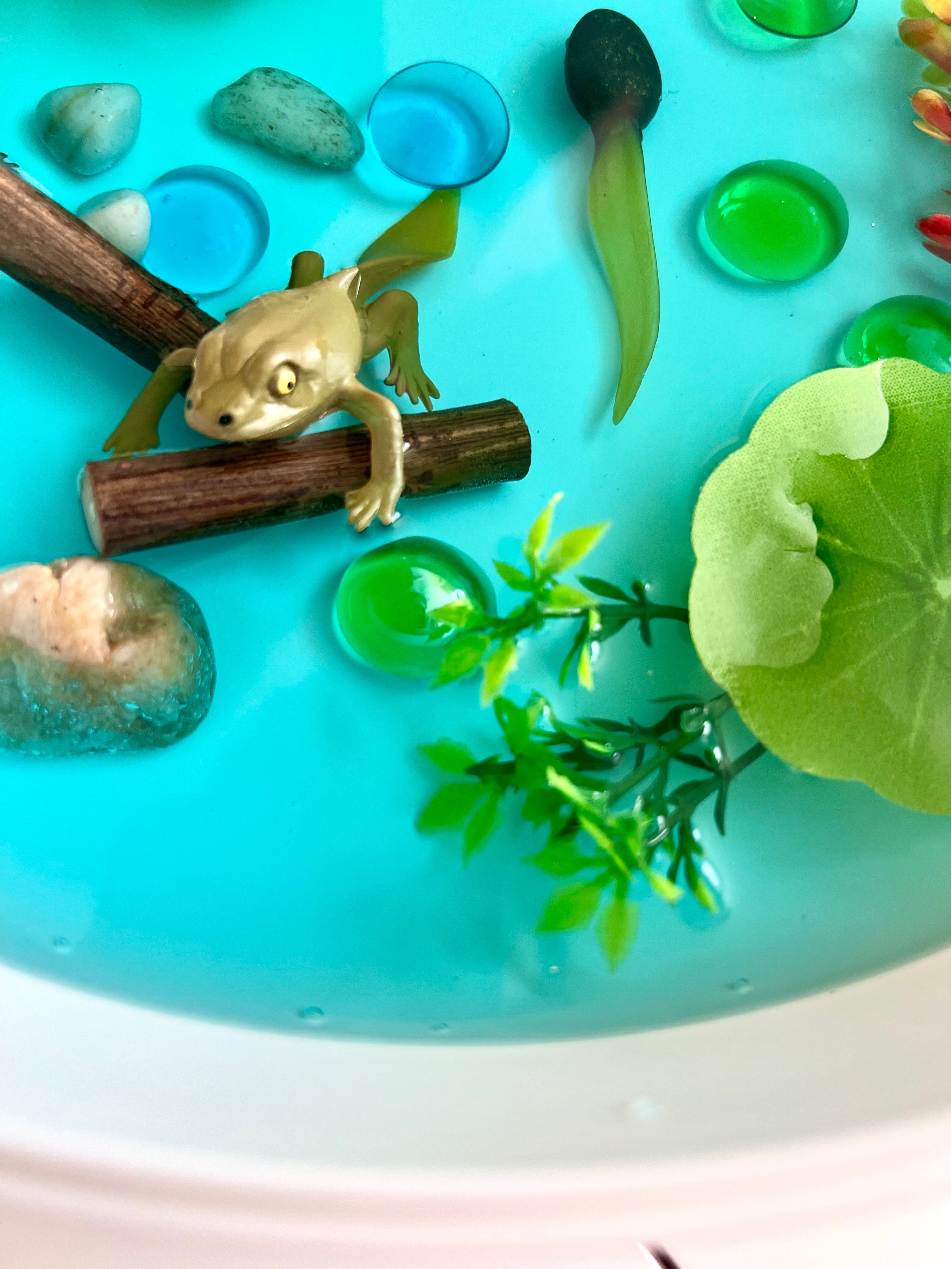 Pond Life Cycle Sensory Kit for Kids | Frog Life Cycle & Water Play Activity | STEM Science Learning Toy | Screen-Free Educational Kit Ages 3–8